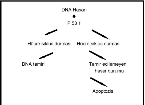 Şekil 1: P53 aracılı apopitoz  2.2.2. Apopitozis Mekanizması 