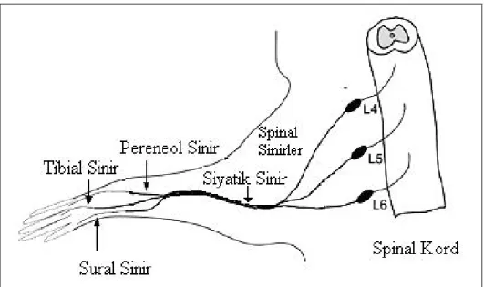 ġekil 1.14. Sıçan siyatik sinirinin önden görüntüsü. L4 ve L5 spinal sinirler  birleĢip siyatik siniri oluĢturmaktadır