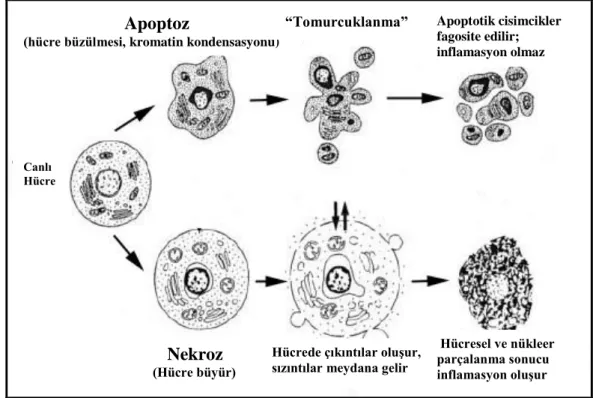 Şekil 2. 1. Apoptotik ve nekrotik hücre ölüm yolaklarının karakteristik özellikleri (Van  Cruchten, 2002) 