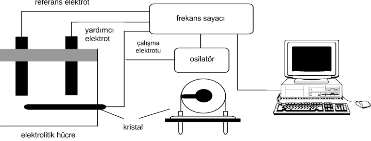 Şekil 3.1. QCM sisteminin şematik gösterimi. elektrolitik hücre  frekans sayacı osilatör kristal referans elektrot yardımcı elektrot çalışma elektrotu 