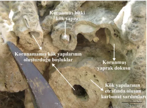 Şekil 3.3. Yerköprü şelalesi piknik alanına girişteki fitoherm çatıtaşı fasiyesine ait bir görünüm 