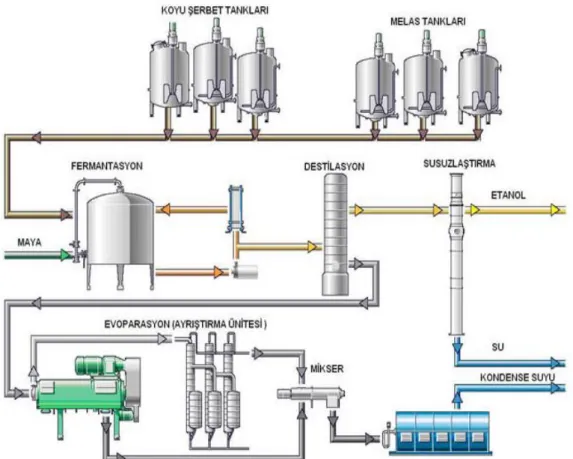 Şekil 1.2. Biyoetanol Üretim Aşamaları (Dereli 2007)