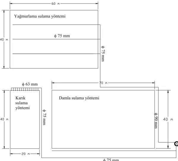 Şekil 3.2. Araştırma alanı deneme parselleri planı 
