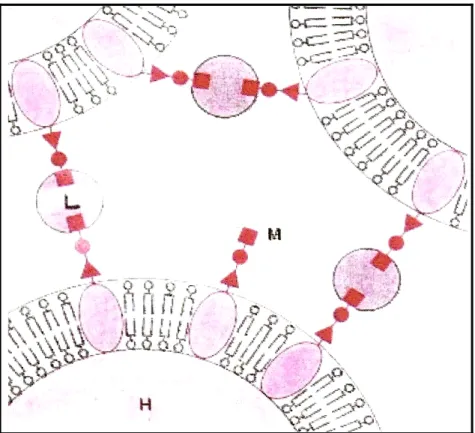 Şekil 2.1. Lektinin hücre yüzeyinde bulunan şeker ünitelerine (spesifik  reseptörlerine) çapraz bağlanması ile oluşturduğu aglutinasyon şeması (Sharon  1977)