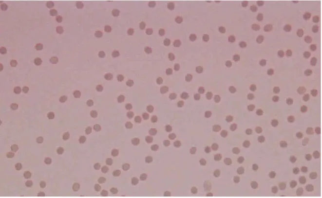 Şekil 4.3 Aglutine olmamış O Rh (-) kan grubu eritrositleri, x40  