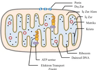 Figür 1: Mitokondrinin yapısı