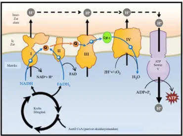 Figür 2: Mitokondriyal OXPHOS sisteminin şematik gösterimi
