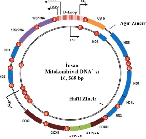 Figür 3: İnsan mitokondriyal genomu