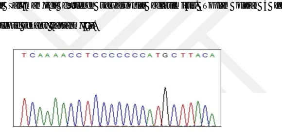 Figür 4: HVR I bölgesi çoklu sitozin değişiminin DNA dizi analizi ile gösterimi