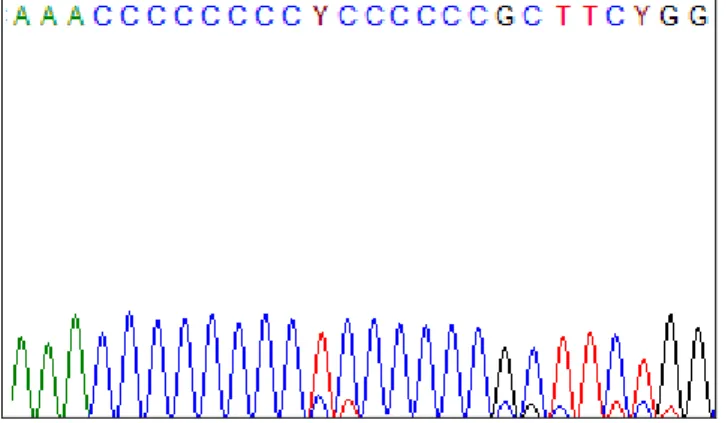 Figür 5: DNA Sequencing of poly-cytosine tract from 303 to 315 in HVR II