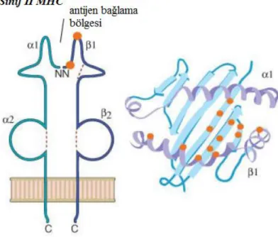 Şekil 2.3: MHC sınıf 2 molekülünün şematik gösterimi 