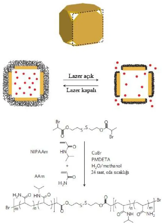 Şekil 1.16.  Yakın IR ışınları ile altın nanokafeslerden kontrollü ilaç salımı (Yavuz ve ark., 2009) 