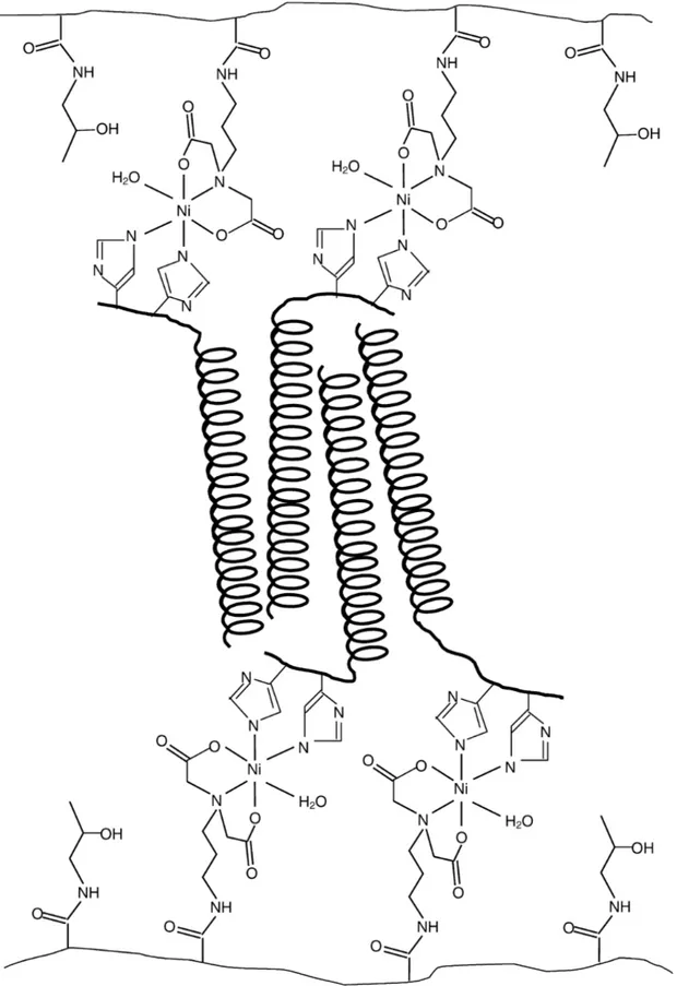 Şekil 1.20. Polimer zincirlerinin yay şekilli proteinler ile çapraz bağlanması (Wang ve ark., 1999) 