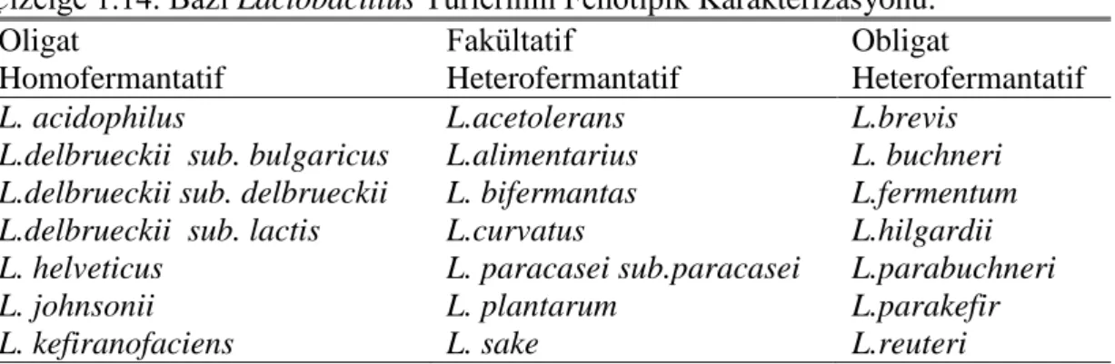 Çizelge 1.14. Bazı Lactobacillus Türlerinin Fenotipik Karakterizasyonu.  Oligat   Homofermantatif  Fakültatif   Heterofermantatif  Obligat  Heterofermantatif 