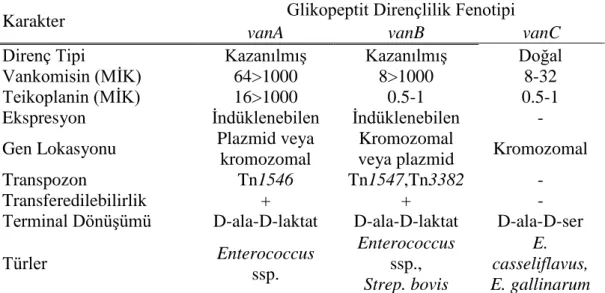 Çizelge  1.17.  Glikopeptitlerin  Enterococcus  ssp.’lar  Ġçerisindeki  Dirençlilik  Karakterizasyonu