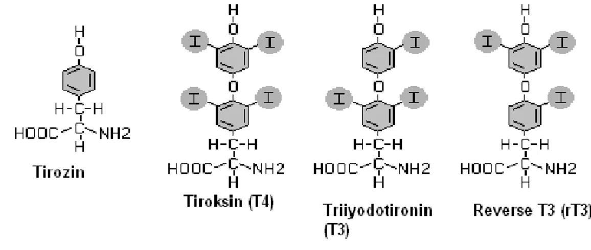 ġekil 1: Tiroit hormonlarının kimyasal yapısı  1.1.4. Tiroit Hormonlarının Sentez ve Salınımı 