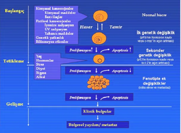 Şekil 1.1. Kanser oluşum mekanizması (http://www.saglikpaneli.com/) 
