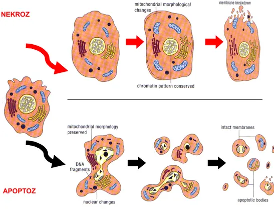 Şekil 1.2. Hücredeki apoptozis ve nekroz aşamaları (Altunkaynak ve Özbek 2008)  1.5.3