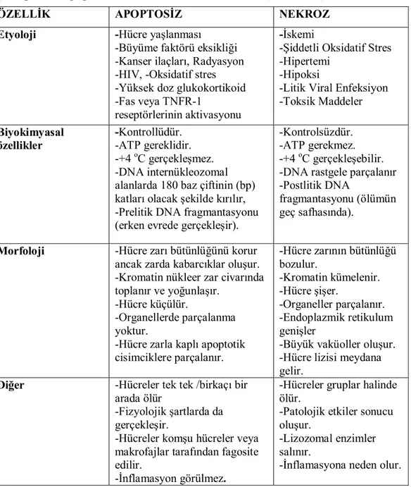 Çizelge 1.2. Apoptozis ile Nekroz arasındaki farklar (Batu 2008). 
