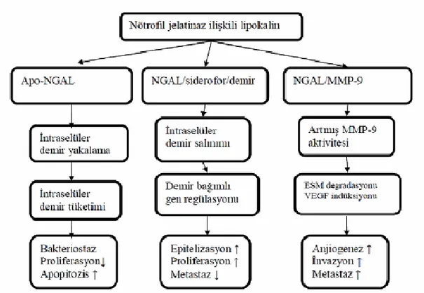 Şekil 1.9. NGAL’ın biyolojik rolü (İpek 2012) 