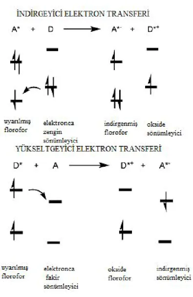 Şekil 1.8. Oksidatif ve redüktif PET için molekül orbital diyagramları 