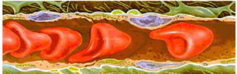 Figure 1. The shapes of cell during blood flow (stacked flow) [21] Consider a capillary with a radius  0 which is larger than the rest radius of a cell   