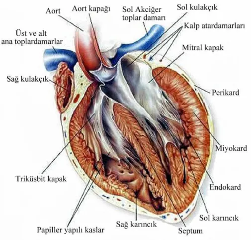 Şekil 1.3. Kalbin histolojik yapısı. 