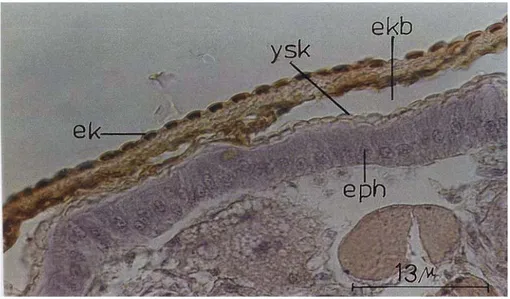 Şekil 4.1.1.13, Epidermal hücrelerin prizmatikleşmesi ve yeni kütikülanın                             sentezlenmeye başlaması (Hemotoksilen-eozin, x400)    