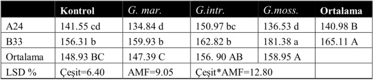 Çizelge 4. 2 Tuzlu ortam koşullarında arbuscular mikorizal  fungus uygulamalarının fide kök  uzunluğuna etkileri (mm) 