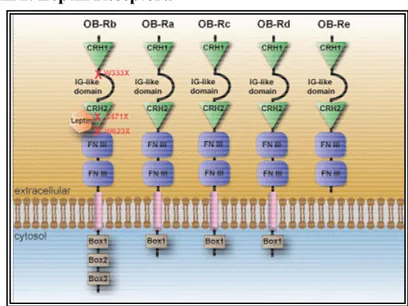 Şekil 2. Leptin Reseptörü 