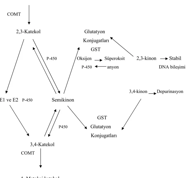 Şekil 5. Östrojenin Oksidatif Metabolizması           2-Metoksi katekol          COMT                     2,3-Katekol                                  Glutatyon                                                                    Konjugatları                