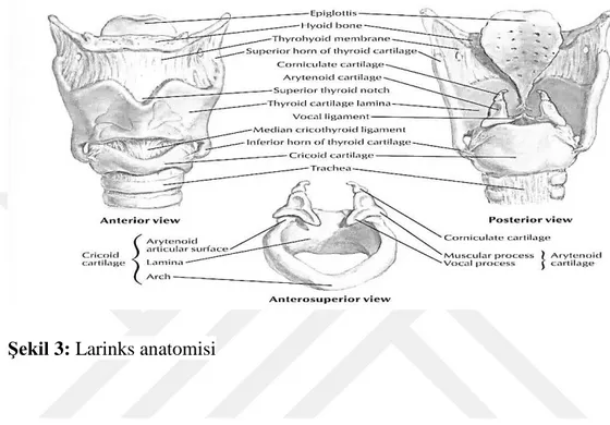 Şekil 3: Larinks anatomisi 