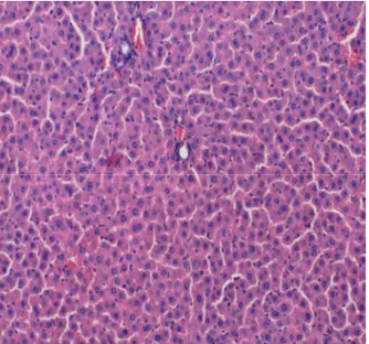 Şekil 3.Sham grubundaki ratların normal görünümdeki karaciğer parankim dokusu.  (H&amp;EX100) 