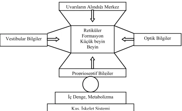 Şekil 3: Denge Koruma Sistemi(Altay 2005) 
