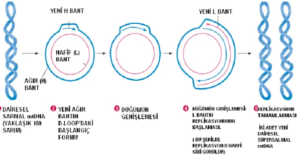 ġekil 1.4. mtDNA H  ve L bant (Sezgin 2010). 