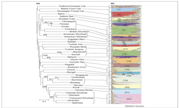 ġekil 1.7.  Kedi ırklarının filogenetik ağacı  (Driscoll ve ark 2007, O’Brien ve ark 2008)