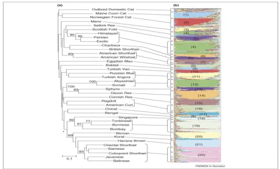 ġekil 1.7.  Kedi ırklarının filogenetik ağacı  (Driscoll ve ark 2007, O’Brien ve ark 2008)