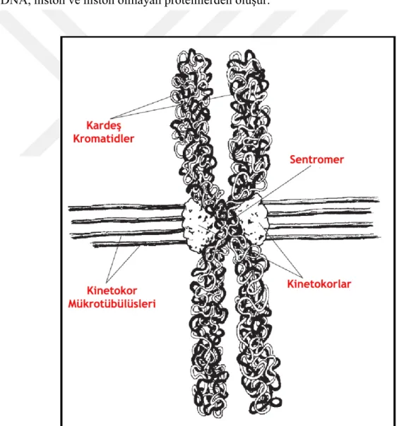Şekil 2.2.Metafazda yoğunlaşmış kromozomun kromatin ağı (Ness ve Knight, 2004) 