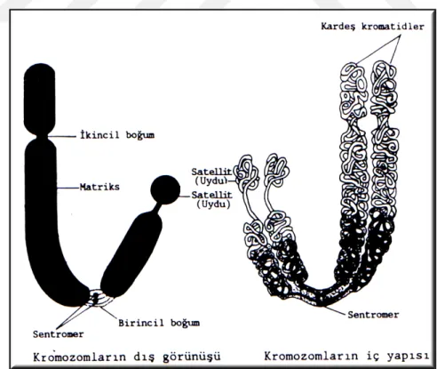 Şekil 2.4.Kromozomunun genel yapısı (Kühn, 1967) 