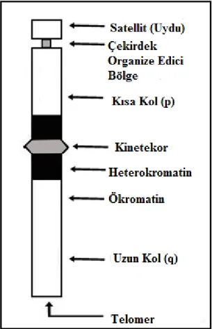 Şekil 2.5.Bantlanmış bir kromozomda p ve q kollarında bulunan yapılar (Pergament ve Fiddler,  1998)