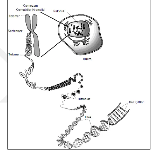 Şekil 2.6.Kromozomun ince yapısı (Anonim, 2016) 