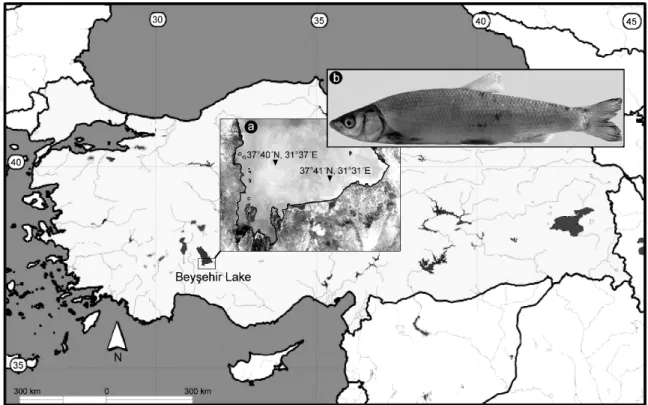Şekil  3.1.. (a) Chondrostoma beysehirenseörneklerinin  (b)  Beyşehir  Gölündeki  konumu  (37°40´N, 31°37´E; 37°41´N, 31°31´E) Konya, Türkiye