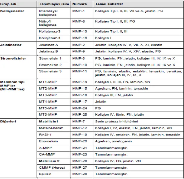 Tablo 2.7.3.1 MMP enzimlerinin substrat özgüllüğüne göre sınıflandırılması (Reel, B.,2006)