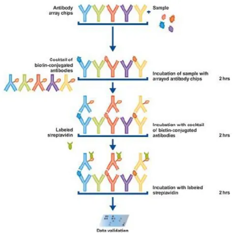 Şekil 3.1.2.3.1. Abcam MMP ve sitokin protein array protokolü 