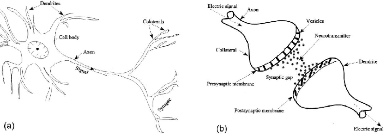 Figure 2.3 a) Biological neuron, b) Mechanism of signal transfer between two biological neurons  (Basheer and Hajmeer 2000) 