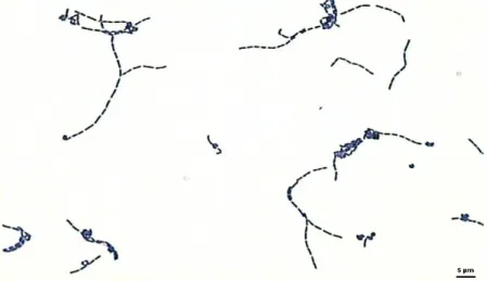 ġekil  2.1  Lb.  delbrueckii  subsp.  bulgaricus’un  Gram  boyama  yöntemiyle  boyanmıĢ görüntüsü 