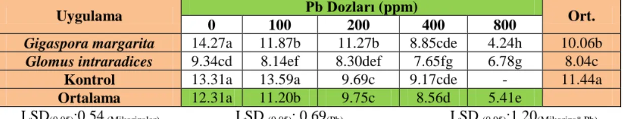Çizelge  4.5,  Mikoriza,  Pb  uygulamaları  ve  mikoriza  x  Pb  interaksiyonun  patlıcan  fidelerinde  fide  sürgün uzunluğuna etkisi (cm)
