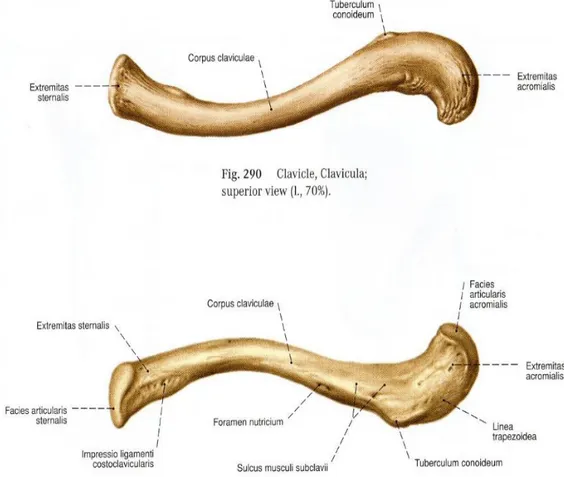 Şekil 1.4. Klavikulanın üstten ve alttan görünümü (Putz ve ark 2001) 