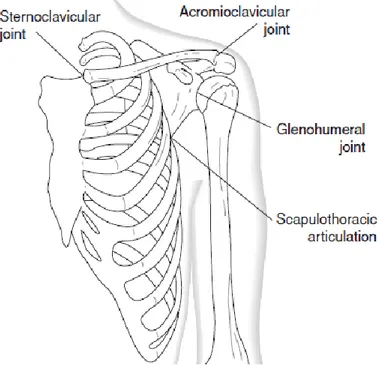 Şekil 1.7. Omuz eklemleri (Lippert 2006)  1.2.3. Glenohumeral Kaslar 