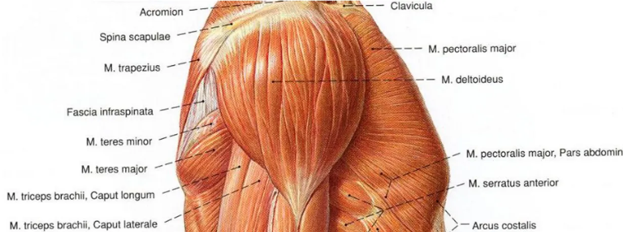 Şekil 1.9. Omuz kuşağı kasları (Putz ve ark 2001)  M. infraspinatus 